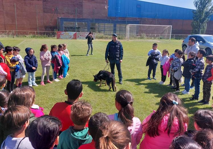 Imagen principal - Más de 700 alumnos descubren el trabajo de la Guardia Civil en Roa de Duero