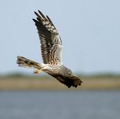 Medio Ambiente inicia el proyecto de conservación del aguilucho cenizo y otras aves esteparias