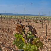 Viticultores y cooperativas lamentan «miles» de hectáreas perdidas por la helada en Ribera