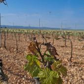 El frente de granizo y las heladas tardías pasan factura al campo burgalés