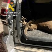 Sorprendidos dos cazadores en Burgos transportando un corzo abatido sin precinto