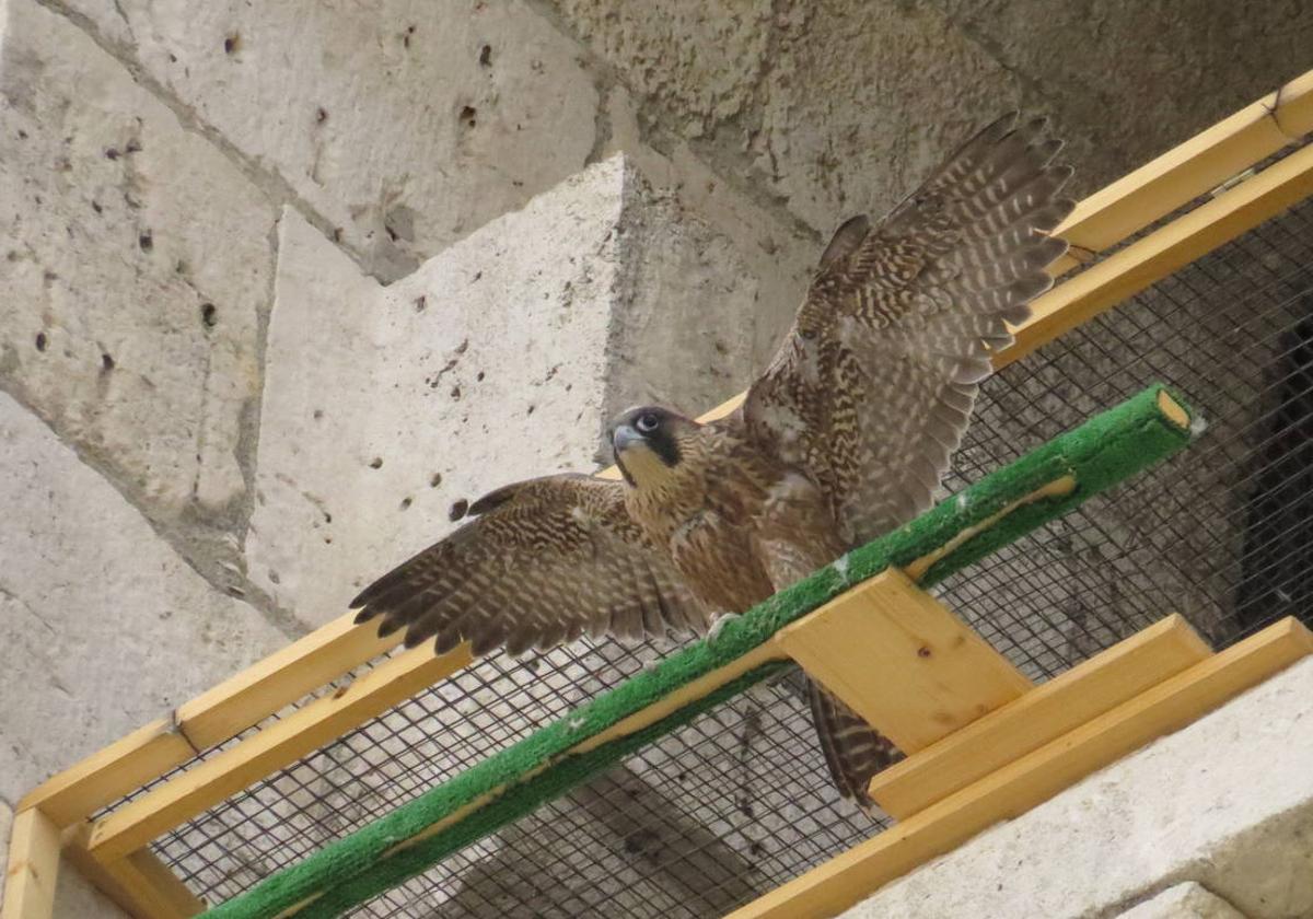 Uno de los pollos del nido del Monasterio de San Juan.