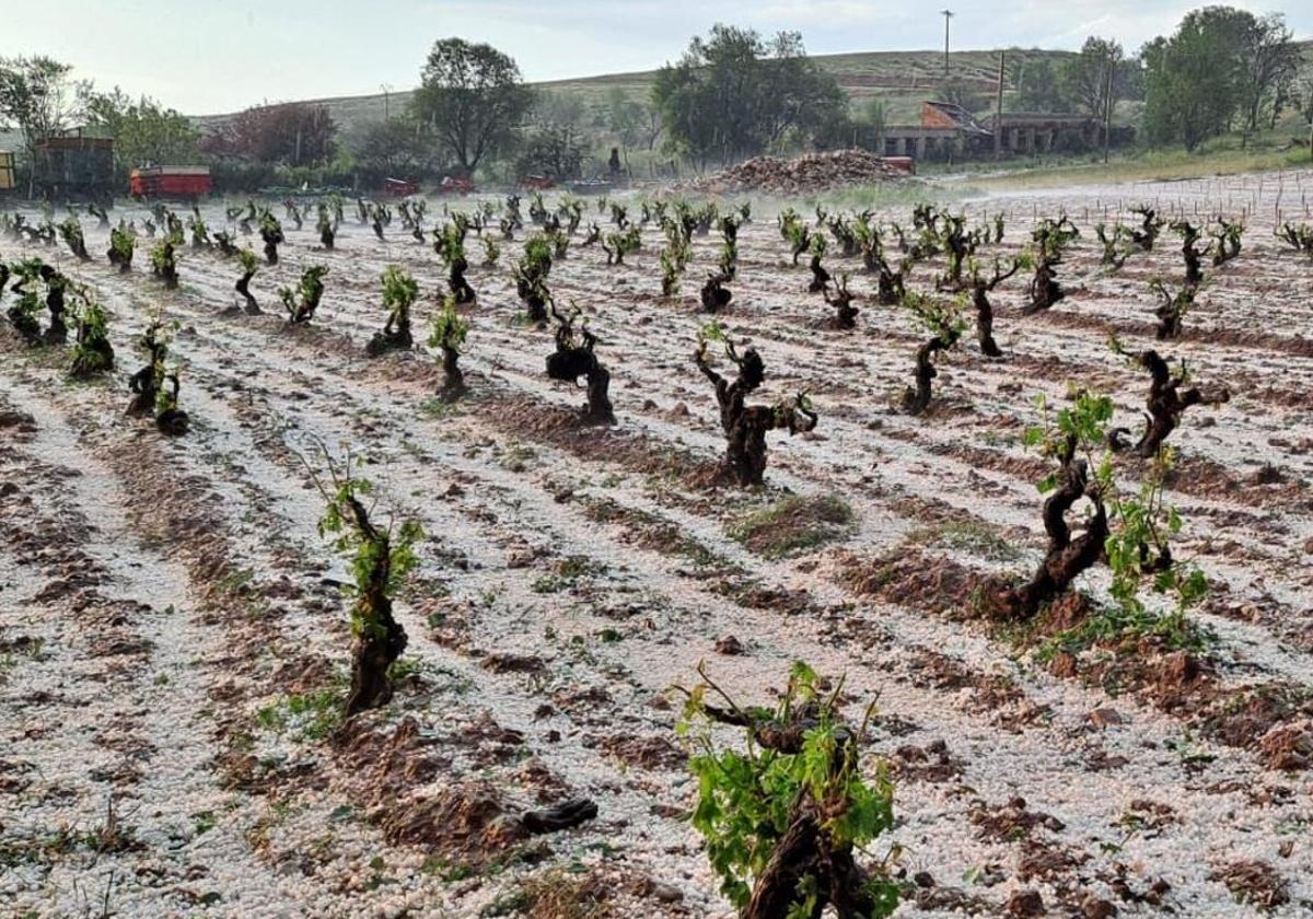 Imagen de un viñedo tras una tormenta de pedrisco.