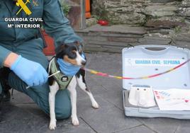 Imagen de archivo de la toma de muestras de ADN a un cachorro