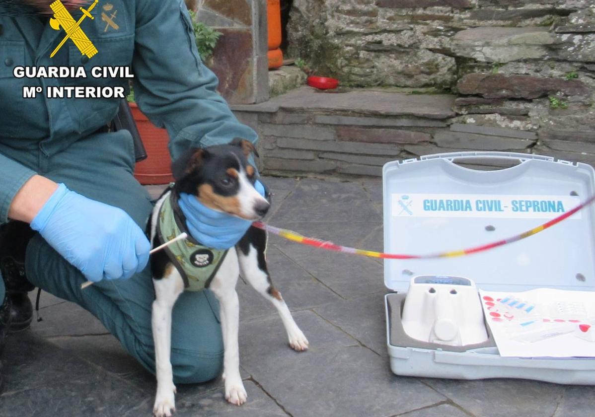 Imagen de archivo de la toma de muestras de ADN a un cachorro