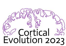 El MEH organiza un congreso internacional sobre la evolución de la corteza cerebral