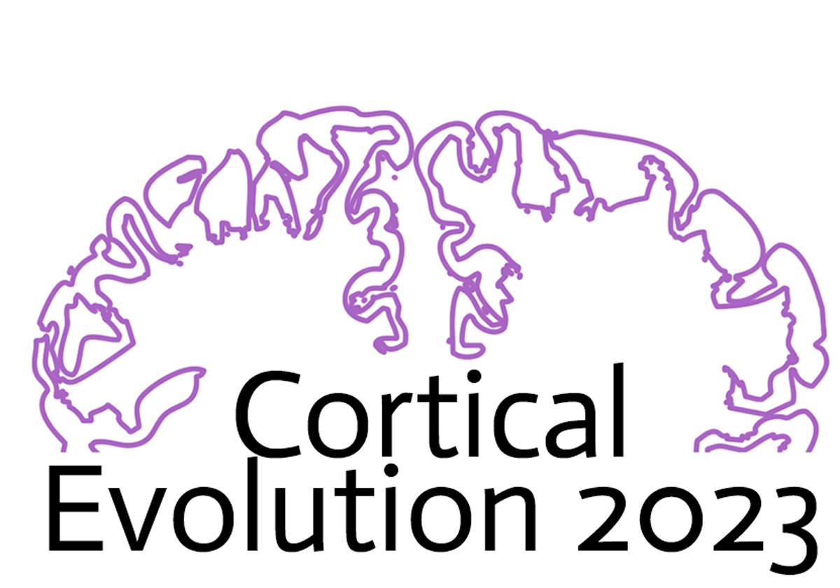 El MEH organiza un congreso internacional sobre la evolución de la corteza cerebral