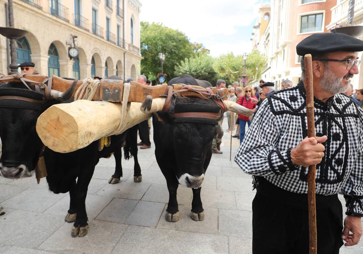 Los bueyes y las vacas serranas transportan la réplica del mástil junto a los carreteros en Burgos.