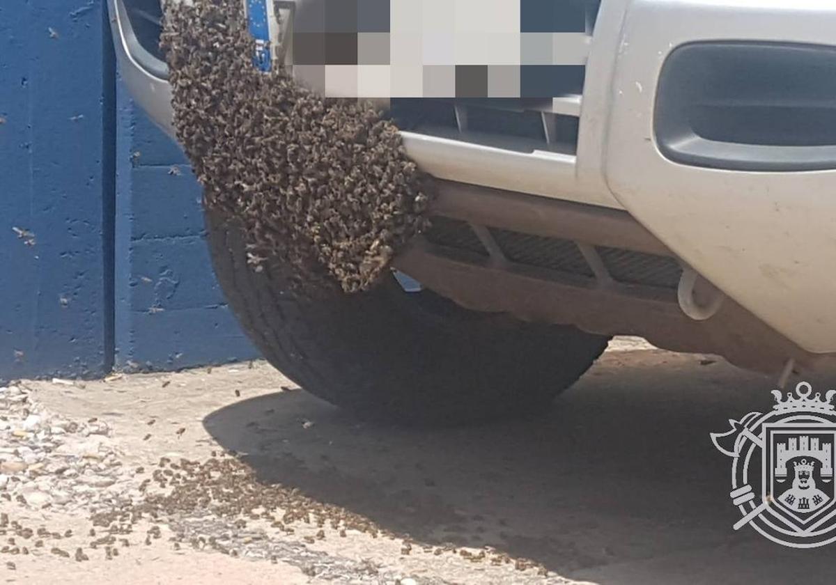 Retiran un enjambre de abejas de un coche y un nido de avispa de un trastero en Burgos