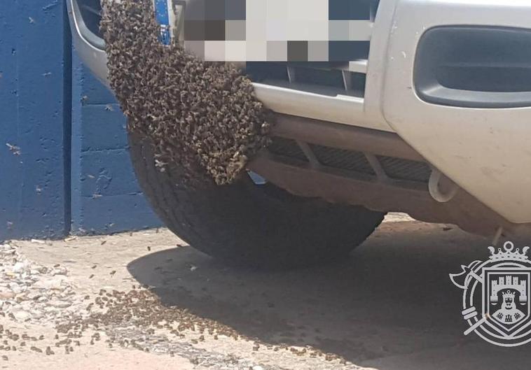 Enjambre adherido al parachoques de un vehículo estacionado en Burgos