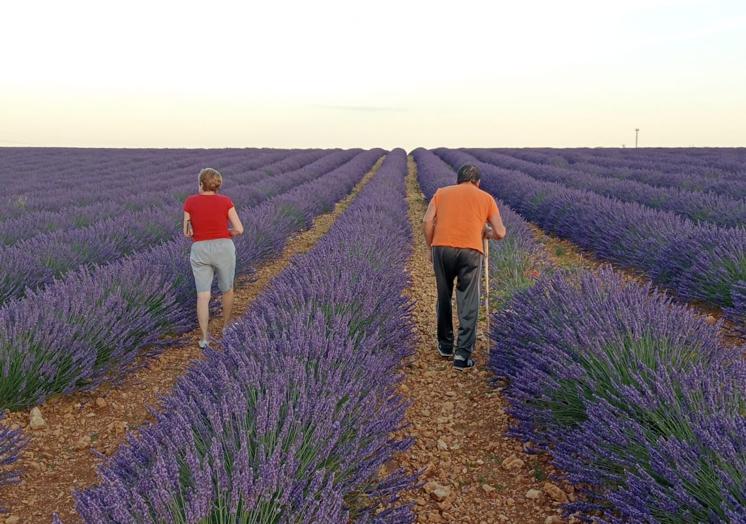 Campos de lavanda en Caleruega, Burgos