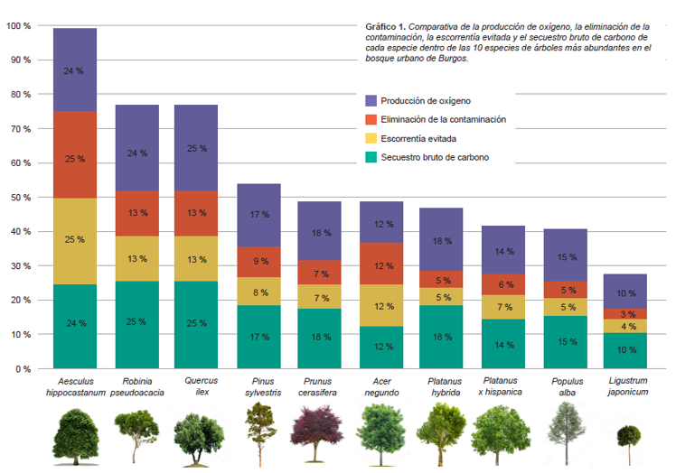 Imagen principal - Datos sobre la arbolada de burgos situación y beneficios