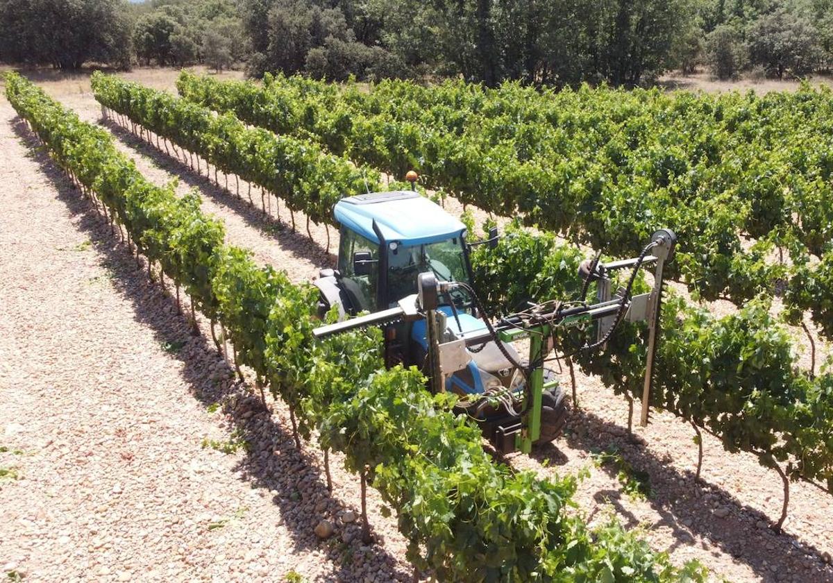 Viñedo de Ribera del Duero.