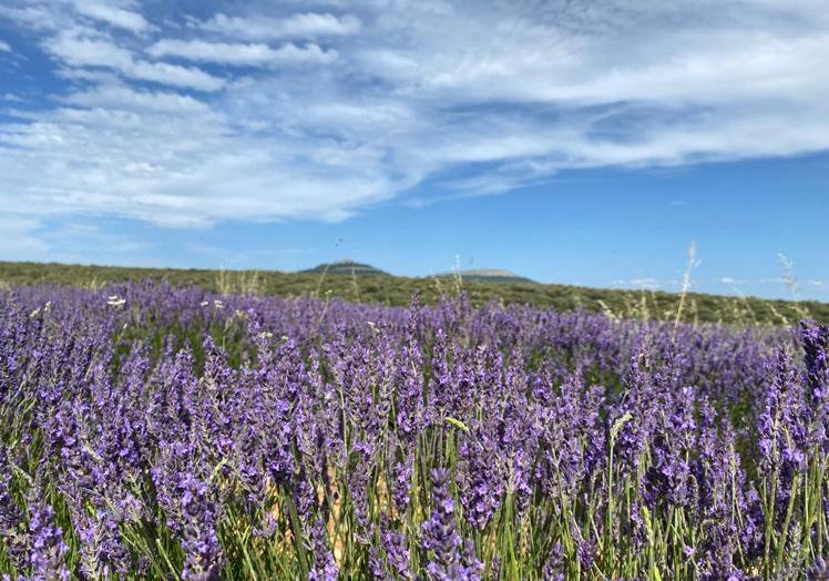 Campos de lavanda en Mecerreyes