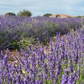 Planes en Burgos: La visita imprescindible a los campos de lavanda de Mecerreyes