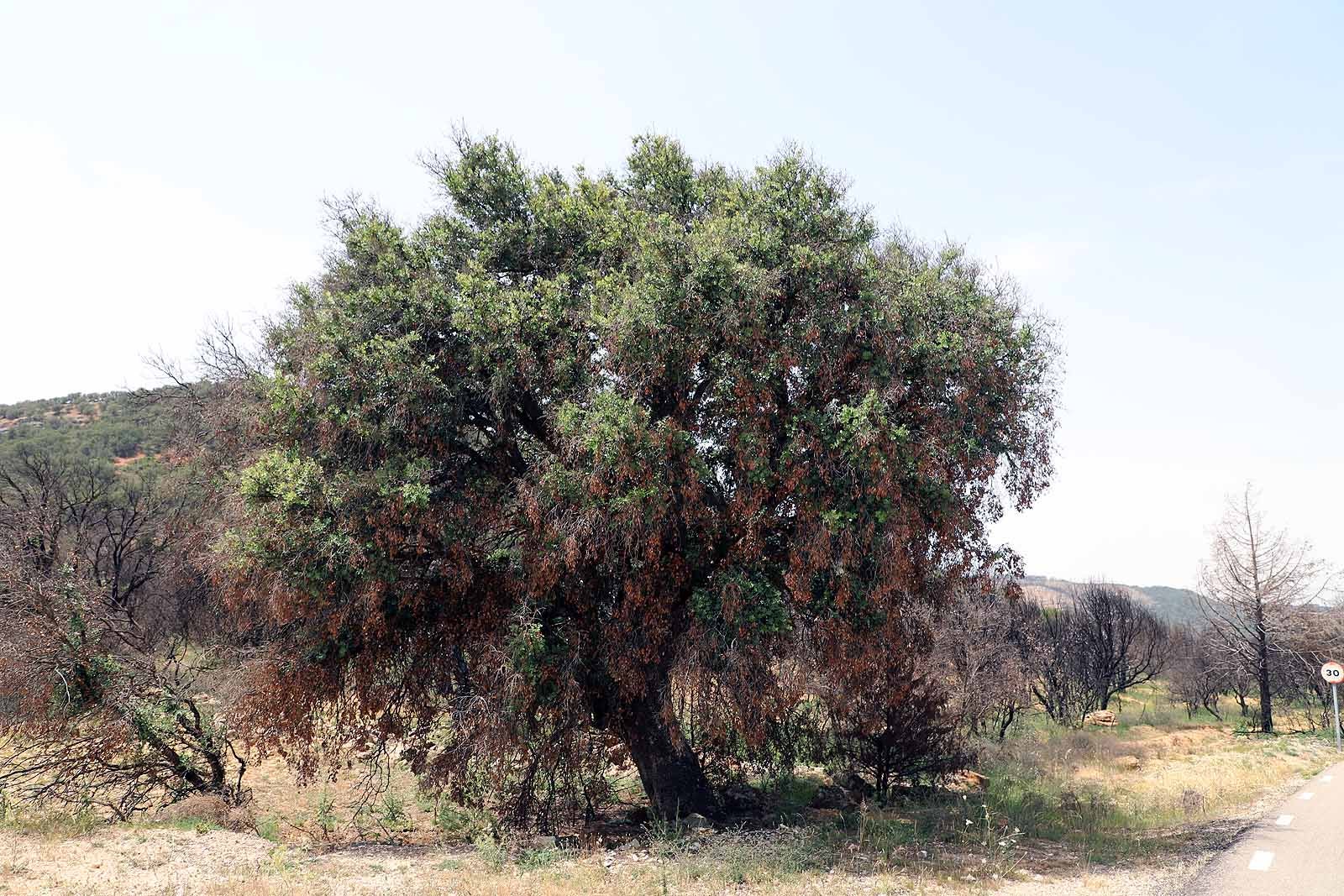 Así está la comarca del Arlanza un año después