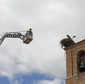 Rescate de una cigüeña atrapada en Tardajos que sobrevivió gracias a sus compañeras