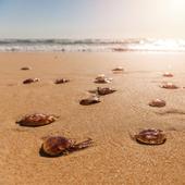 Mitos, tipos y diferencias entre medusas y otros hidrozoos presentes en las playas de España