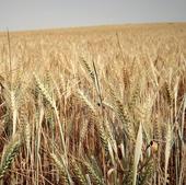 Incertidumbre en el campo burgalés por la campaña agrícola más cara de la historia