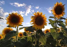 Campo de girasol en la provincia de Burgos, donde ha aumentado su plantación.