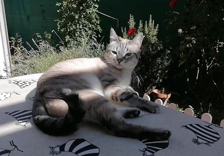 Consejos para mantener a las mascotas protegidas del calor.