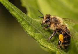 La abeja es un insecto fundamental en el desarrollo de la vida en la Tierra.