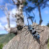 Burgos, dentro del plan de conservación de especies protegidas de insectos coleópteros