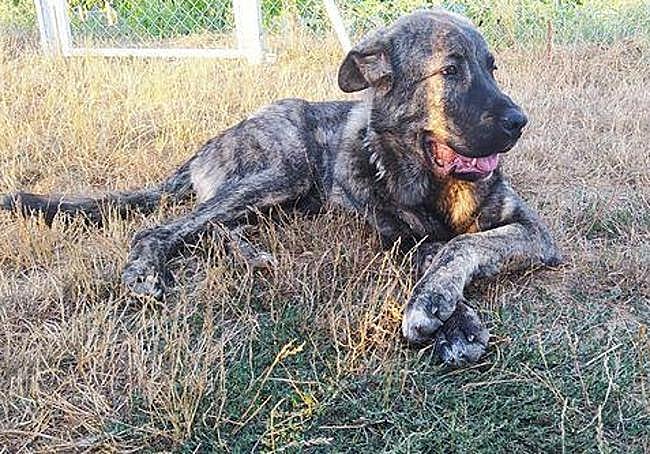 Brea en adopción en Napame Merindades, perro criado con personas, cariñoso, leal y obediente.