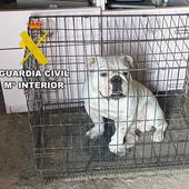 Denuncian un criadero ilegal de bulldogs ingleses en Burgos