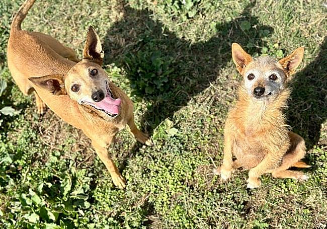 Boy y Linda en adopción en la protectora MAPA de Miranda de Ebro.