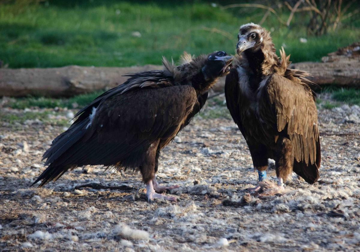 Dos de los buitres negros reintroducidos en la Sierra de La Demanda.