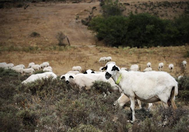 Las ovejas pastan en la finca.