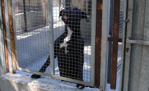 Uno de los perros de la perrera municipal antes de comenzar las obras.