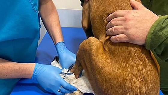 El Ayuntamiento sanciona definitivamente a Scooby por tres faltas graves
