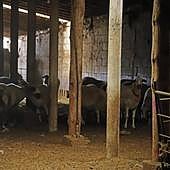 Un millón de euros en ayudas para mejorar la seguridad en las explotaciones ganaderas de Burgos