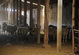 Imagen de archivo de una granja de ovejas en Burgos.