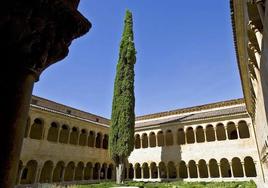 El ciprés de Silo, en el claustro del Monasterio de Santo Domingo de Silos.