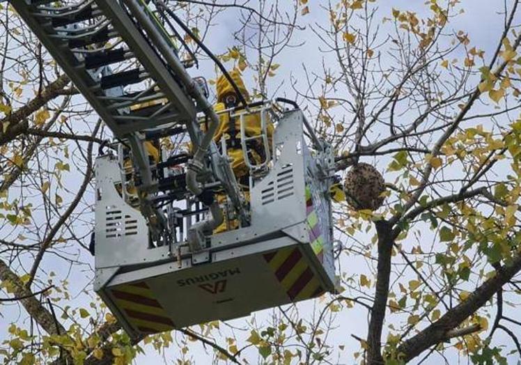 Imagen principal - Imágenes de dos actuaciones consecutivas de retirada de avispa asiática en Burgos