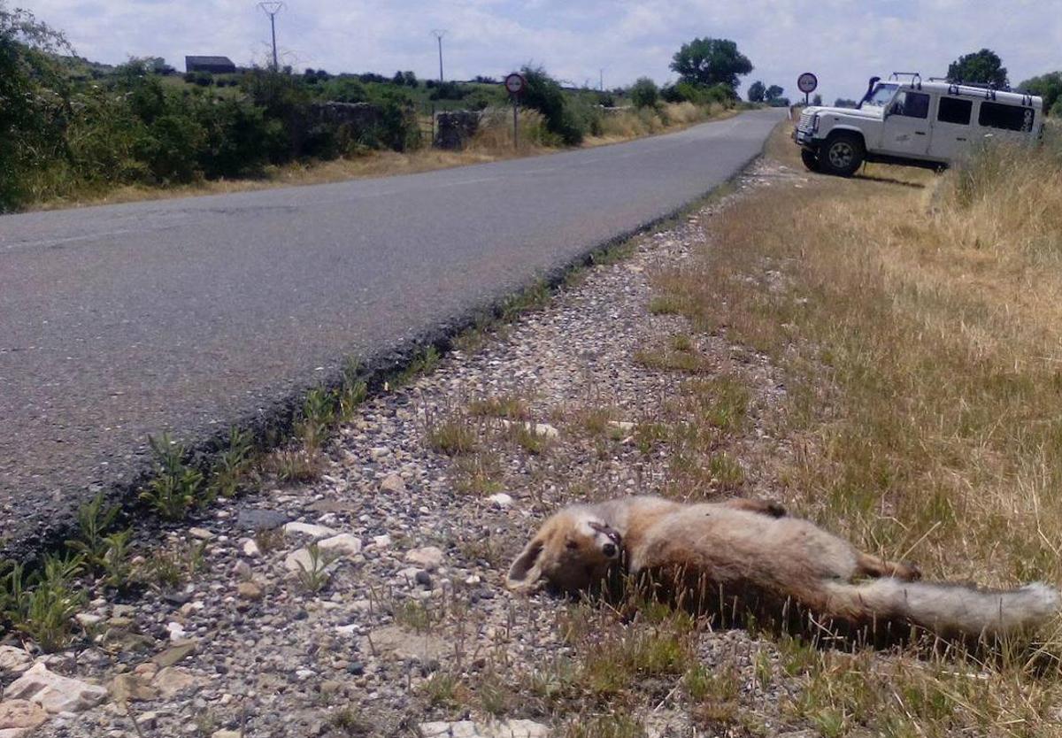 Un zorro muerto en una carretera comarcal de Burgos.