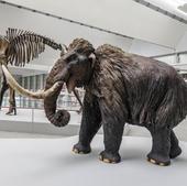 El MEH expone un esqueleto de más de 40.000 años en la muestra 'Un mamut en Burgos'