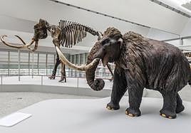 La muestra 'Un mamut en Burgos' en el MEH.