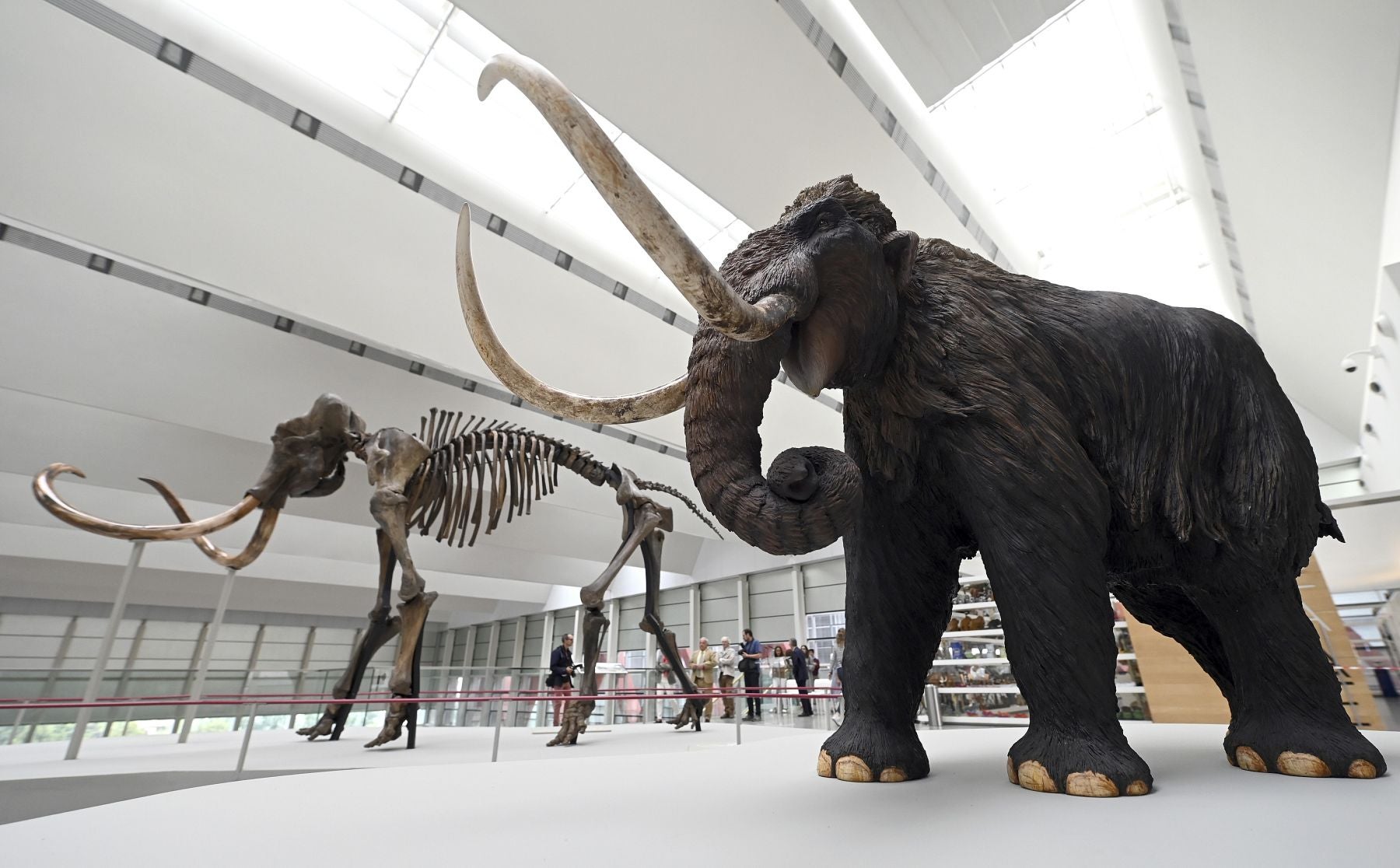 Un mamut en Burgos