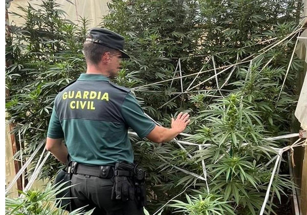 La Guardia Civil de Burgos descubrió las plantas tras detectar en las inmediaciones un fuerte olor.