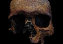 Cráneo de la sima de Marcenejas antes de su restauración.
