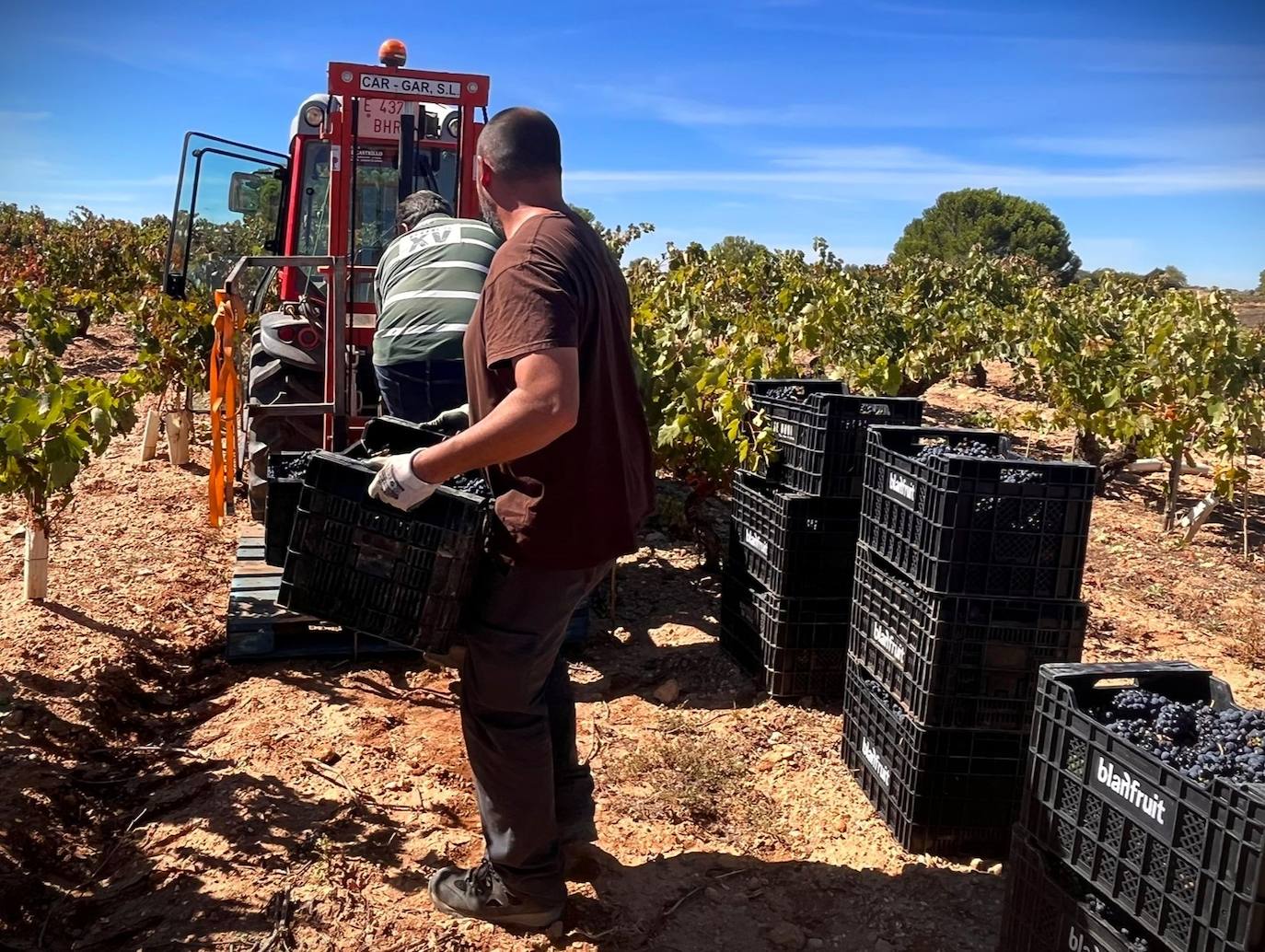 Un día de vendimia en la DO Ribera del Duero