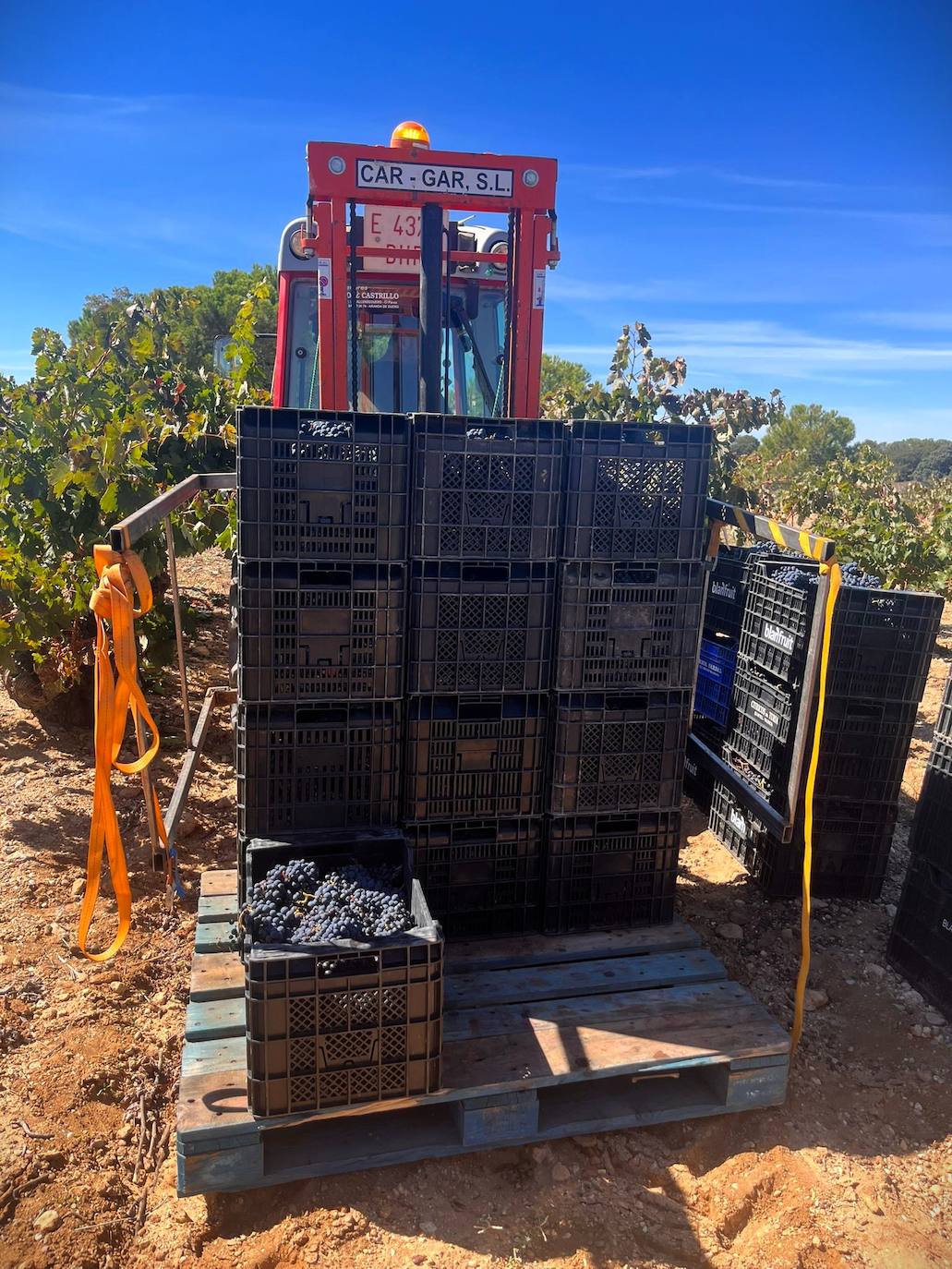 Un día de vendimia en la DO Ribera del Duero