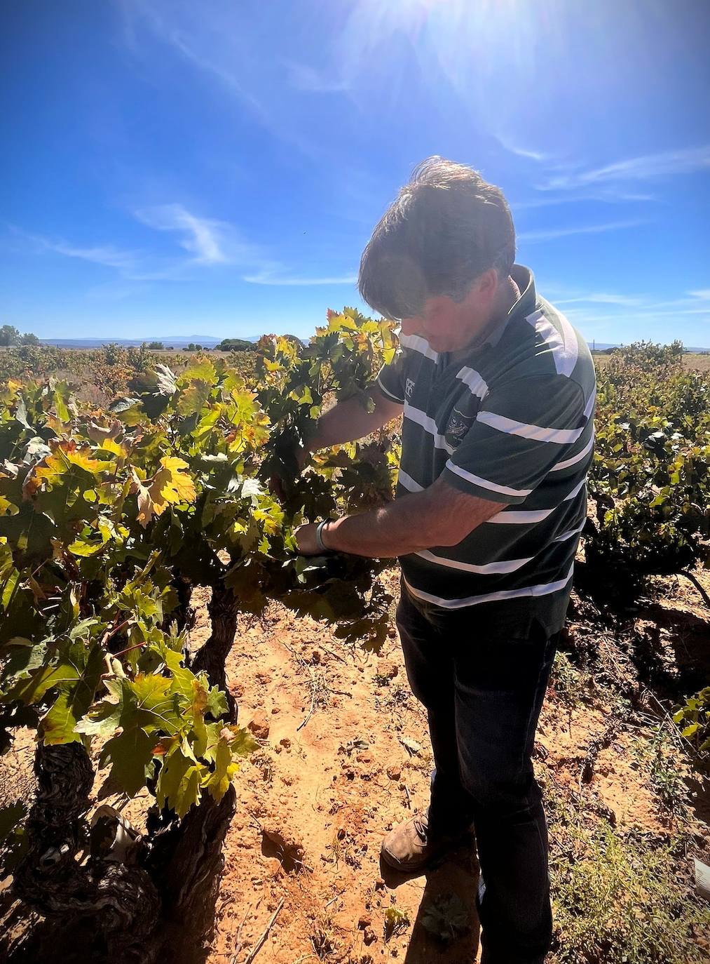 Un día de vendimia en la DO Ribera del Duero