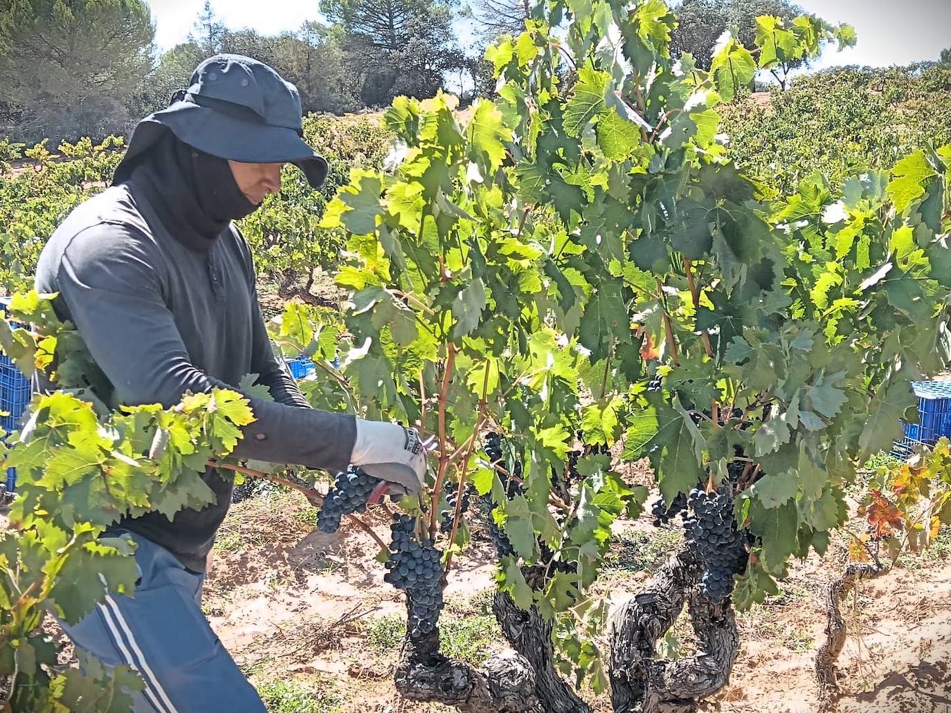 Un día de vendimia en la DO Ribera del Duero