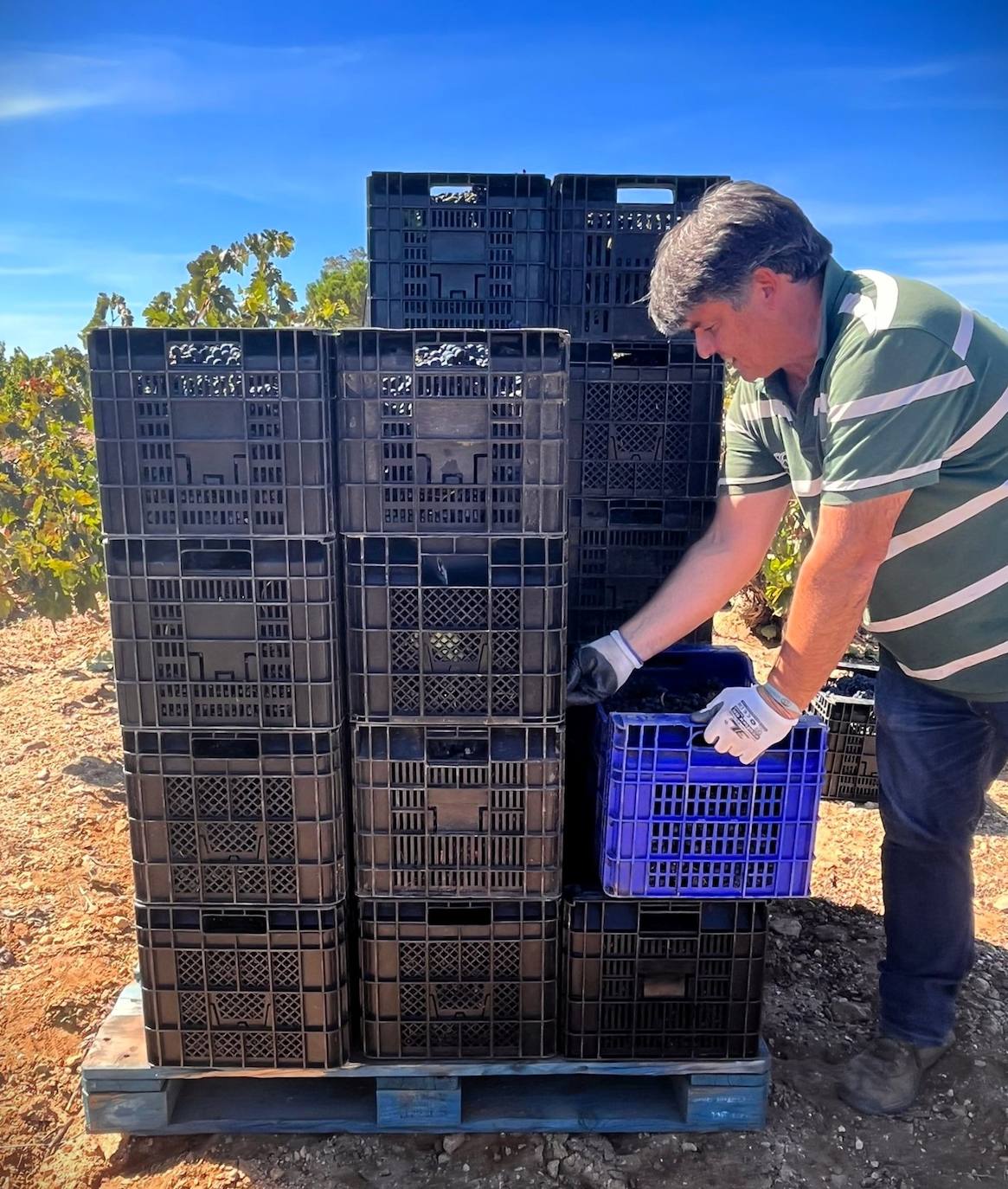 Un día de vendimia en la DO Ribera del Duero