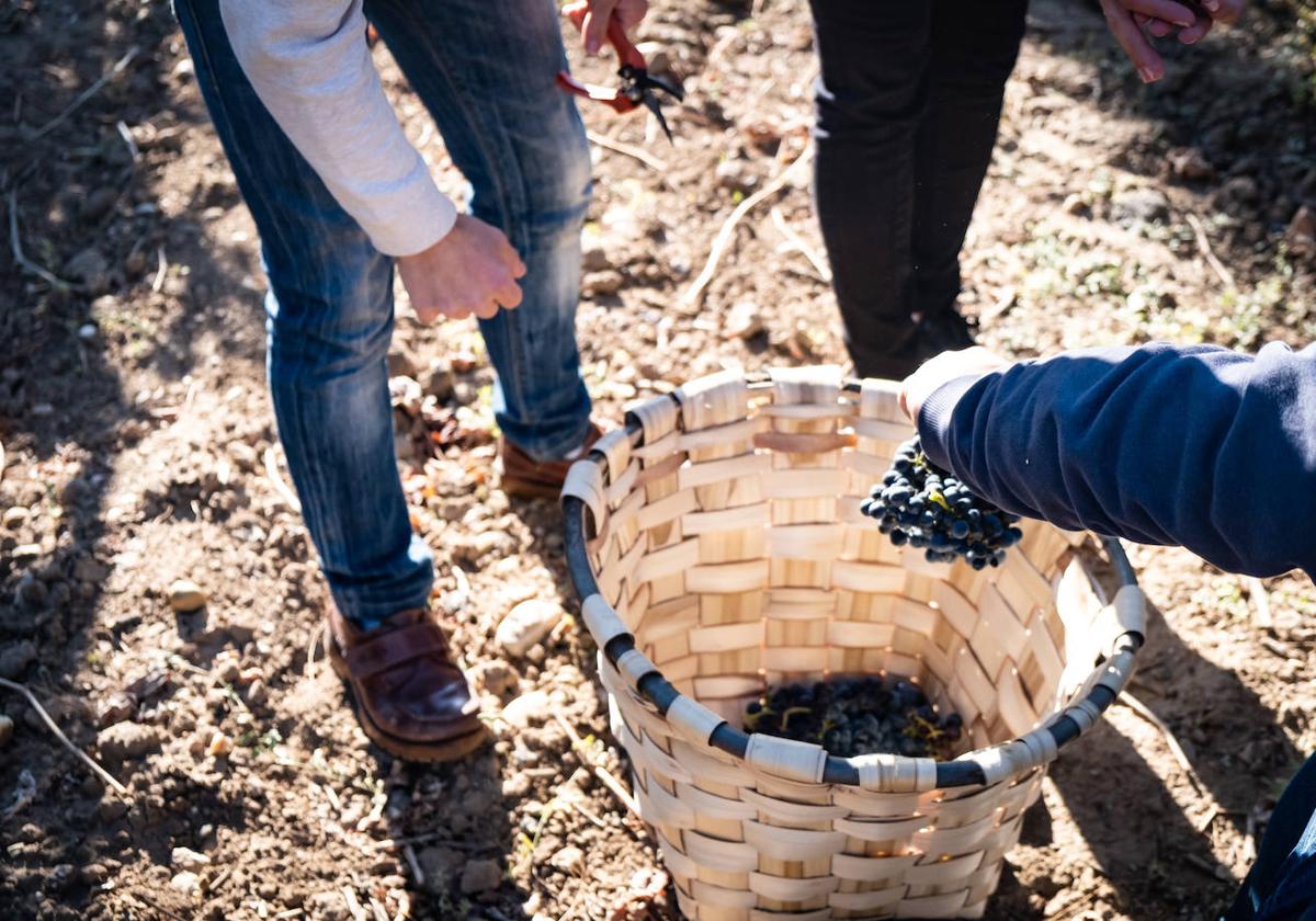 Vendimia turística en Ribera del Duero.